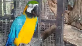 Macaw Birds that can Talk