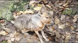 Rabbit Bunny