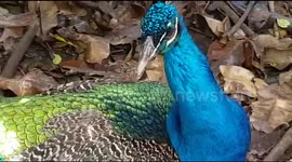 Peacock Cockril Bird with a Colourful Feathers
