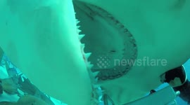 Massive hammerhead shark tries to eat diver's GoPro