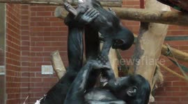 Bonobo baby has fun balancing on mum's feet