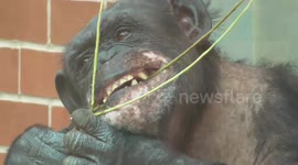 Chimpanzee chews enthusiastically on a stick