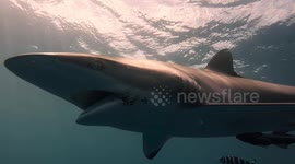Swimming with silky, dusky and lemon sharks in Florida