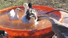 Lazy duck rides on goose's back