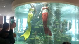 Two women dress as mermaids and dance in aquarium