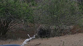 Leopard vs Porcupine