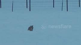Coyote vs Elk
