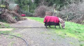 Donkey Stampede... Wait for it