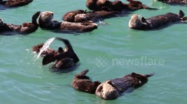 This sea otter loves doing gymnastics