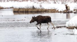 Lots of Wildlife in the Creek!