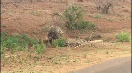 Porcupine fends off leopard in Kruger National Park