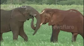 Ol Pejeta Anti Poaching Dog Unit