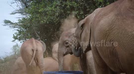 David Sheldrick Elephants