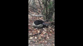 Ranger interrupts honey badger’s lunch