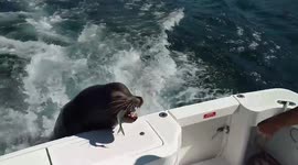 'Celebrity' sea lion Pancho jumps onto boat to get a treat