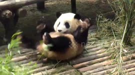 Falling bamboo branch scares the life out of panda