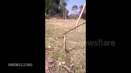 Horrible video of a man eating live snake