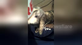 This rabbit needs his morning coffee