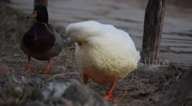 funny duck