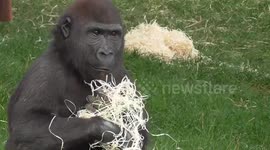 Gorilla youngster plays to the crowd