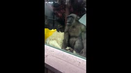 Cheeky chimp interacts with child in zoo