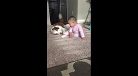 Dog trying to make friends with a baby