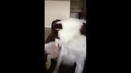 Bad dog tells on himself