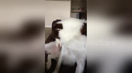 Newsflare Edit - Bad dog tells on himself