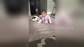 Newsflare Edit - Dog trying to make friends with a baby