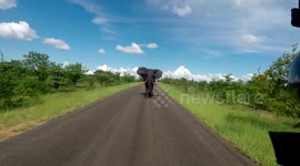 Elephant charges safari vehicle