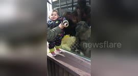 Newsflare Edit - Chimpanzee at Monkey World acting a little cheeky.