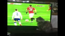 Cat enjoys watching Manchester United football match on TV
