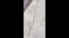 300 poisonous caterpillars walking in single file