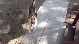 German  Shepherd Going Crazy for Bubbles