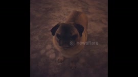 Pug falling asleep standing up