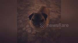 Newsflare Edit - Pug falling asleep standing up