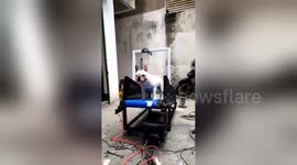 Newsflare Edit - Cute dog walking on the treadmill