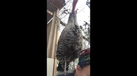 Sleepy Turkey