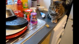 Playing with my Cat