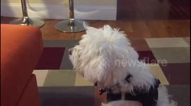 Dog does not like the baloon