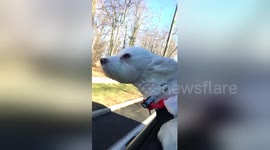 Newsflare Edit - Dog enjoying the wind