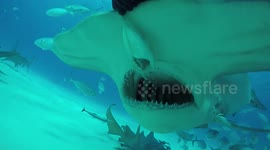 Hammerhead Shark misses food and lunges at diver's GoPro