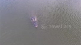 hovering 2 feet above 8ft backyard gator