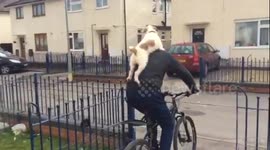 Cute dog gets ride on owner's back