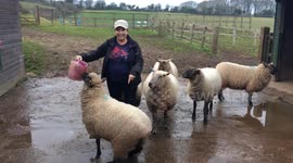 Sheep will do anything, tricks and all for treats