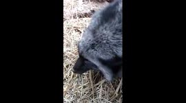 Foxy foot rub