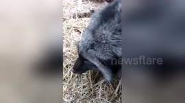 Newsflare Edit - Foxy foot rub