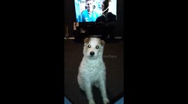 Dog LOVES hunting
