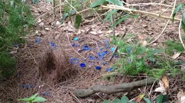 Satin Bower Bird