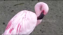 Pink Flamingo Birds